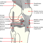 The Most Common Knee Injuries: Part II